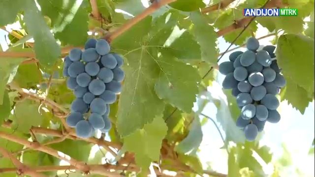 Андижон вилояти Олтинкул тумани смотреть онлайн