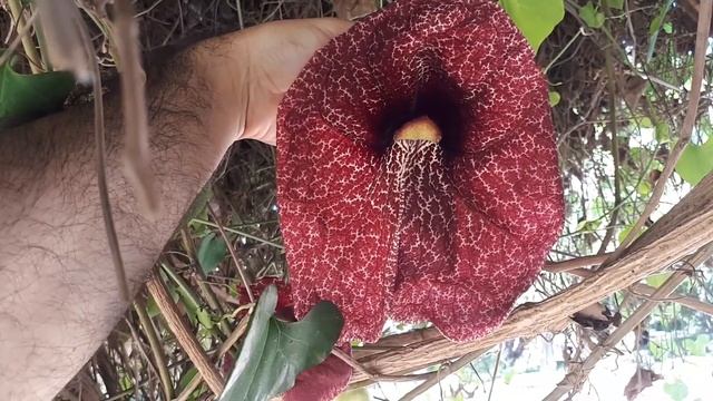 Aristolochia gigantea смотреть онлайн