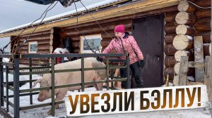 Утренняя управа в НОВОМ свинарнике. Справляемся вдвоем на хозяйстве. | Молодая Ферма