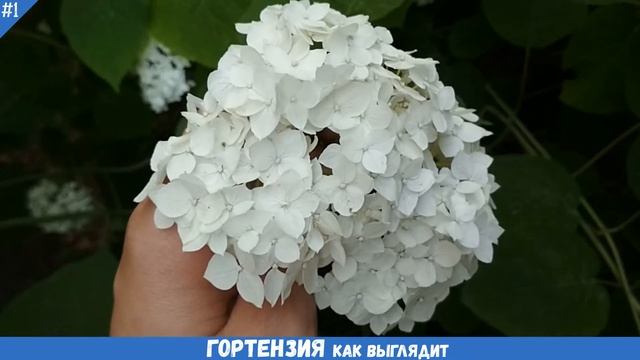 Как выглядит ГОРТЕНЗИЯ (древовидная) | Цветение растения (крупный план) смотреть онлайн