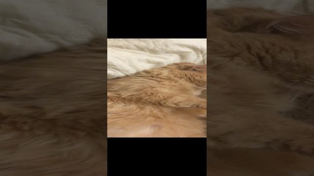 2022-11-15 смотреть онлайн