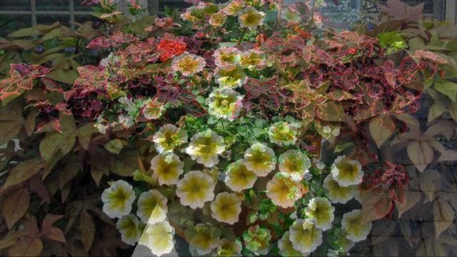 ВАРИАНТЫ КОМПОЗИЦИЙ ЦВЕТОВ в кашпо и вазонах 5 #композициицветов #идеидлясада смотреть онлайн