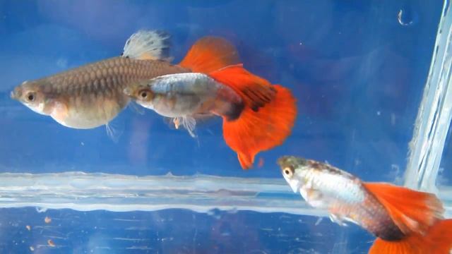 Гуппи Красный Неон .