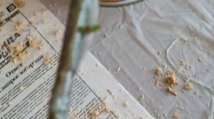 Прививка розы на шиповник. Через 2 недели. Часть 2.