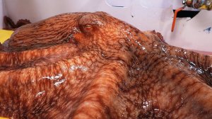 КОРЕЙСКАЯ УЛИЧНАЯ ЕДА ГИГАНТСКИЙ ОСЬМИНОГ РЫБА-ДЬЯВОЛ КОРЕЙСКИЙ РЫНОК МОРЕПРОДУКТОВ