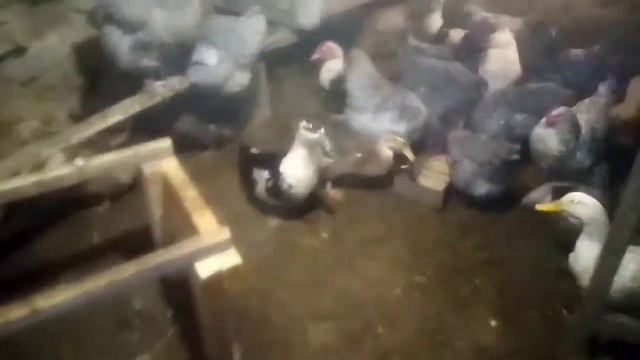 Сбор и хранение инкубационного яйца. Нужно ли видеонаблюдение птицеводу. смотреть онлайн