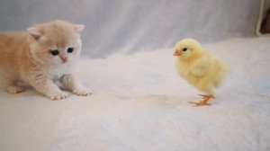 котик и циплёнок