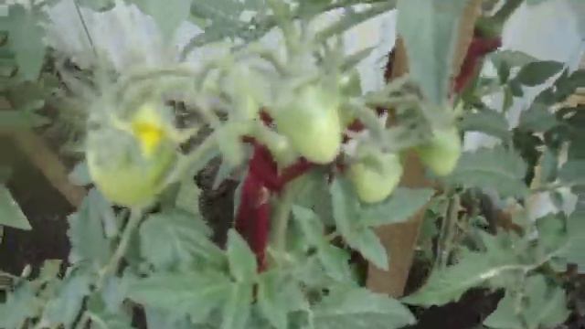 КАК ИСПОЛЬЗОВАТЬ КАРЛИКОВЫЕ СОРТА ТОМАТОВ ДЛЯ УКРАШЕНИЯ ОГОРОДА Видео Ольги Черновой 7 июня смотреть онлайн