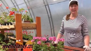 Чем подкормить пеларгонии для обильного и продолжительного цветения