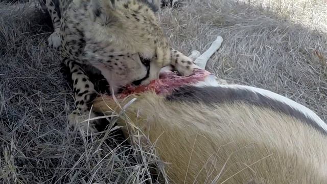 Cheetah Kill Right Under Our Car смотреть онлайн