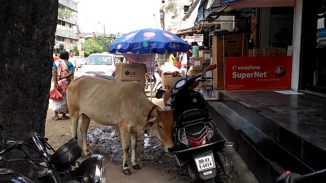Индийская корова чешется об скутер / Funny Holy Cow смотреть онлайн
