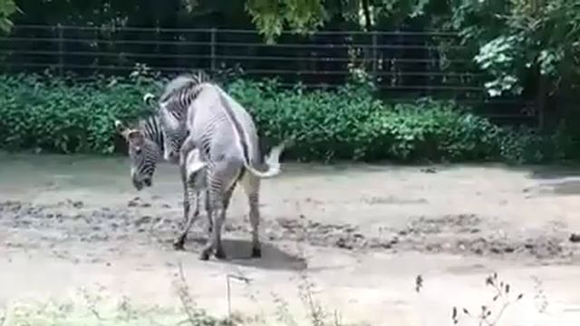zebra, zebri mating, subscribe for more videos. смотреть онлайн
