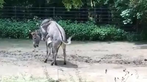 zebra, zebri mating, subscribe for more videos.