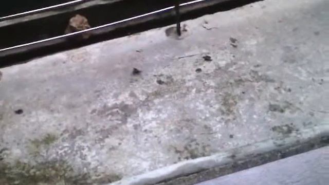 Моржи смотреть онлайн