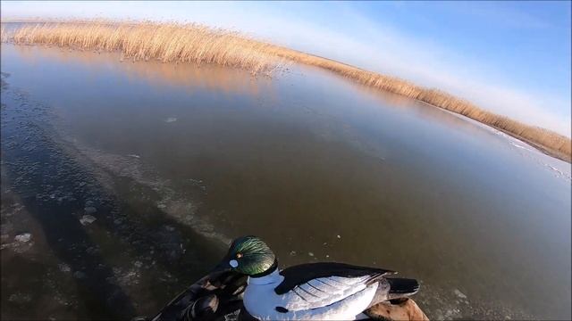 Чучела гоголя breite62!Достойны внимания!!! смотреть онлайн