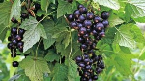 Монофосфат калия для сада и огорода, хорошее простое удобрение