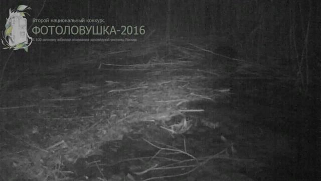 ID1635/Астраханский заповедник/Другие виды животных/Выдра смотреть онлайн