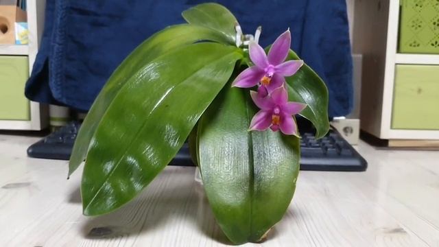 Phalaenopsis violacea "Sumartriana " и НОВИЧКИ в моей коллекции. смотреть онлайн