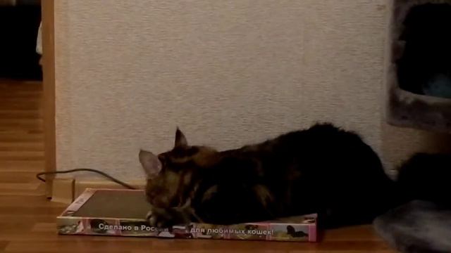 Мейнкун Конрад бумажная когтеточка смотреть онлайн