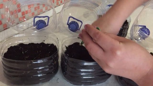 Самый простой способ посева бархатцев