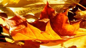 Листопад.  Биологические особенности..mp4