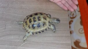 Степная черепаха