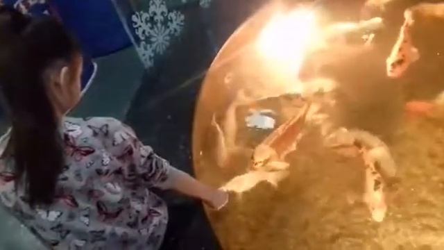 Доча кормит карпов Москвариум смотреть онлайн