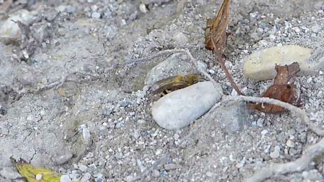 Colletes hederae (Colletidae-Hymenoptera) gratte-pousse-débarasse le gravier смотреть онлайн