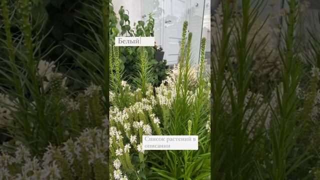 Как создать белый сад? Список растений для белого цветника смотреть онлайн