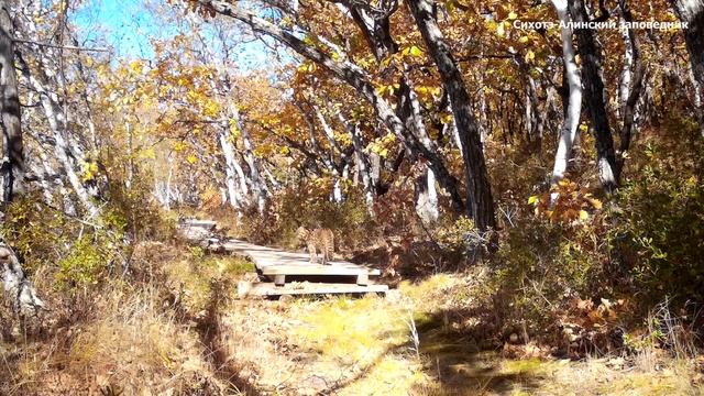 Отличная маскировка амурского лесного кота смотреть онлайн