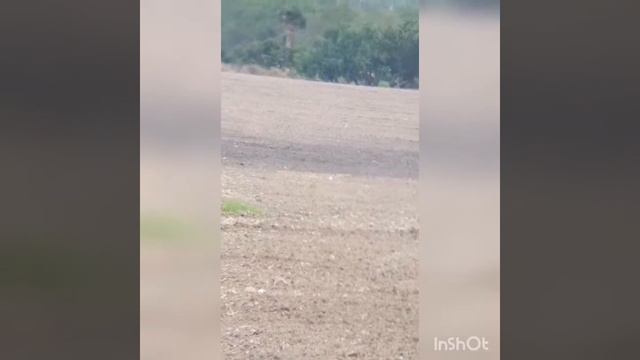 Tiros a larga distancia... Kral big horn 357 pcp 200 mts Kral bighorn 357....disparo 200 mts смотреть онлайн