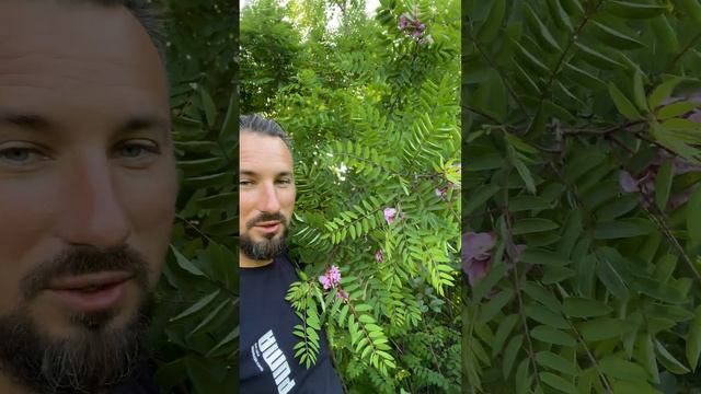 акация розовая