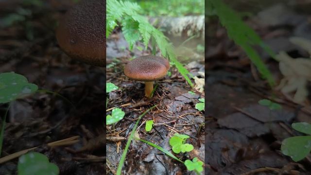 Моховик каштановый ,коричневый ..Xerocomus ferrugineus . смотреть онлайн
