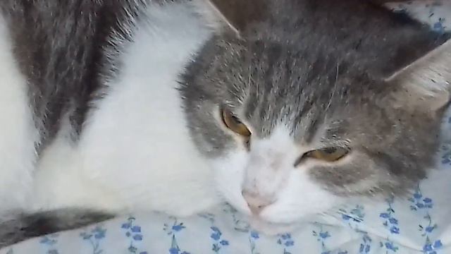 Лиза спит под диваном смотреть онлайн