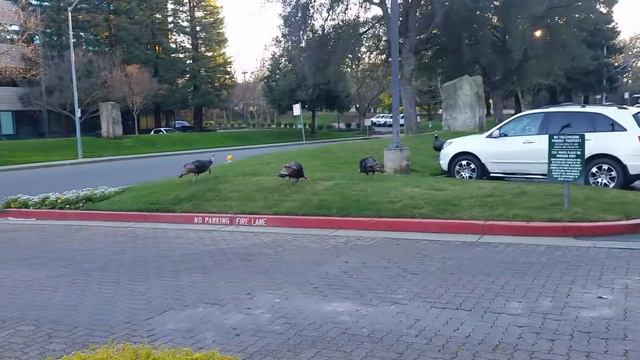 И опять дикие индюки. смотреть онлайн