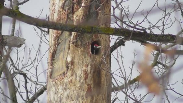 Дом для желны. Углубились ( Dryocopus martius )