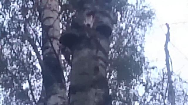 Дятел в лесу (качество неочень) смотреть онлайн