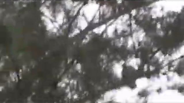 С лайками в зимнем лесу    ч 4