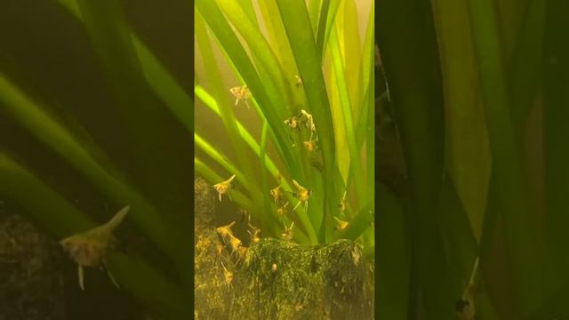 37 день. Мальки скалярия растут с родителями в одном аквариуме. смотреть онлайн