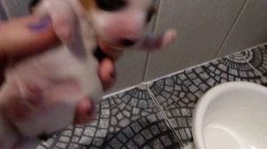 Уход за новорожденными щенками Бивер Йорка. Кормление, докорм, гигиена.