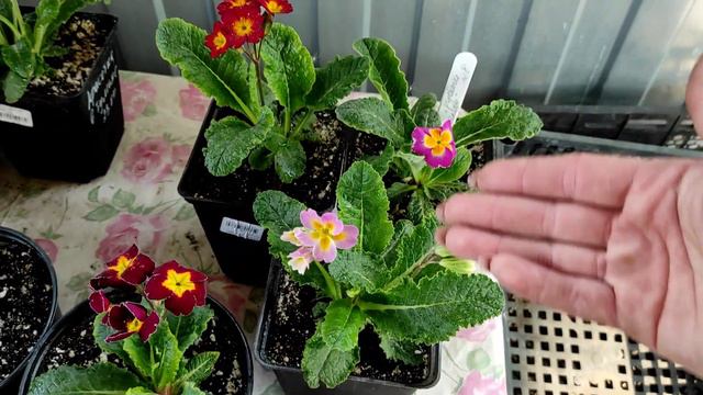 Примулы цветут🌿Продажа🌿Обзор саженцев🌿Ватсапп👇24.05.2023 смотреть онлайн