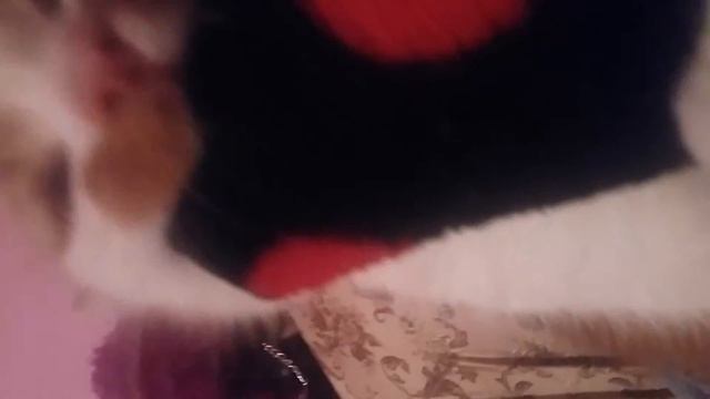 Скажений кіт смотреть онлайн