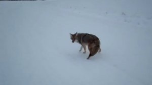 Coyote Attack Best Footage Ever