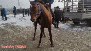 Конный рынок Лошади Урус-мартан. Туман, Чечня.