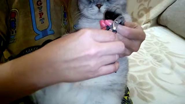 Стрижка когтей у кота смотреть онлайн