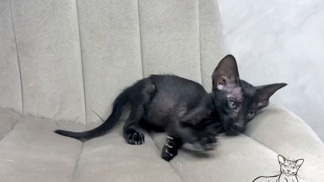 Ориентальный котёнок, окрас - чёрный дым. 2,5 месяца смотреть онлайн