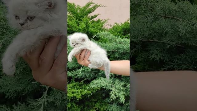 шотландские котята.Длинношерстные.Девочка (2) смотреть онлайн