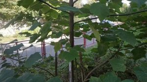 Как цветет Павловния