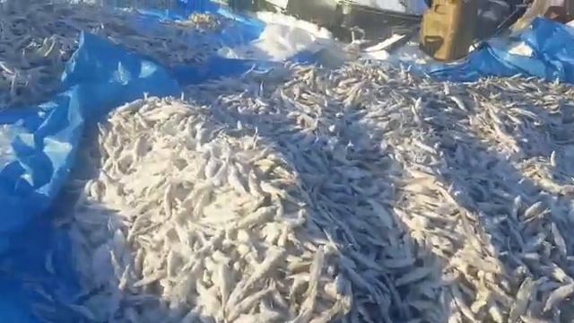 Три тонны рыбы за три часа!!!! смотреть онлайн