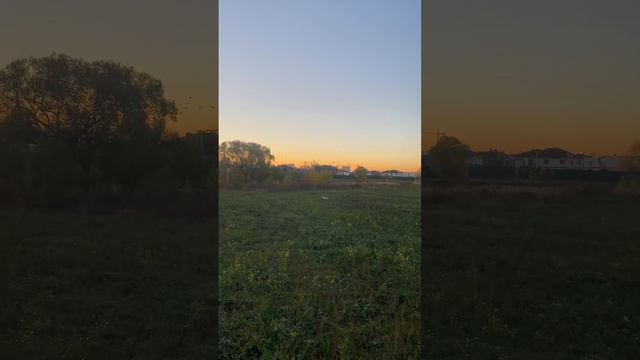 Английский сеттер по куропатке смотреть онлайн